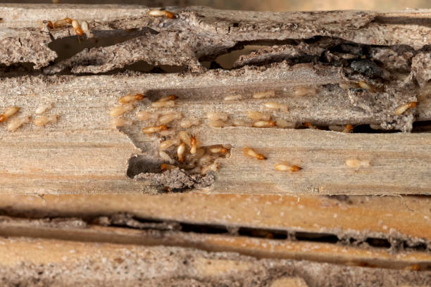 Insect Control in Osage City, KS