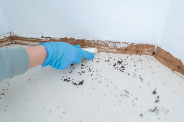 Best Termite Control Services  in Osage City, KS